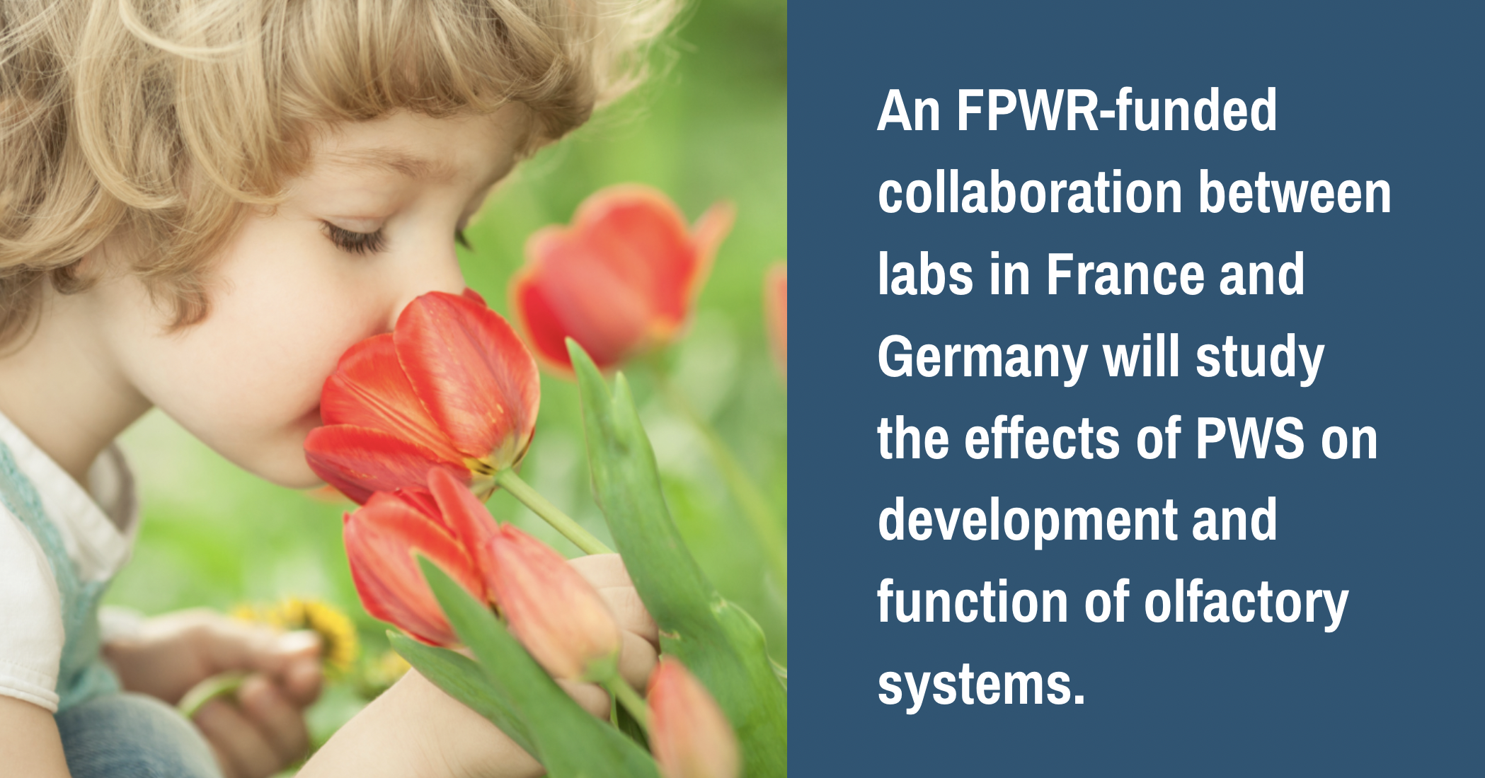 new-research-into-the-sense-of-smell-in-pws